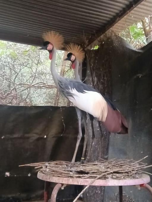 Casa Rural En El Campo Con Animales, Piscina Y Barbacoa Almodóvar del Río Esterno foto