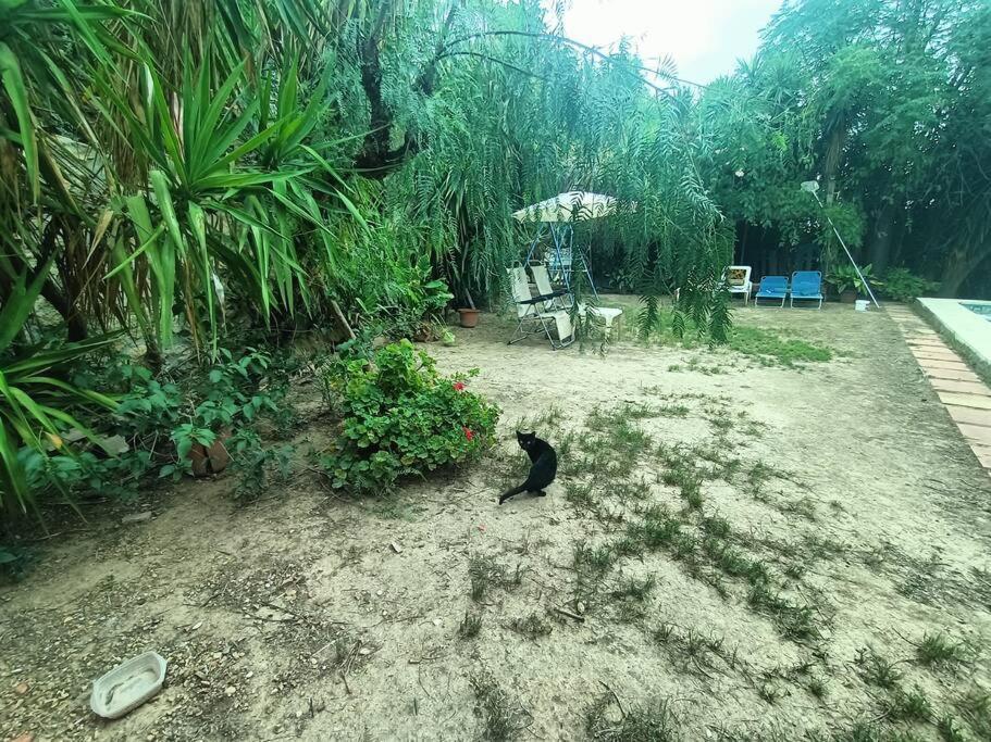 Casa Rural En El Campo Con Animales, Piscina Y Barbacoa Almodóvar del Río Esterno foto