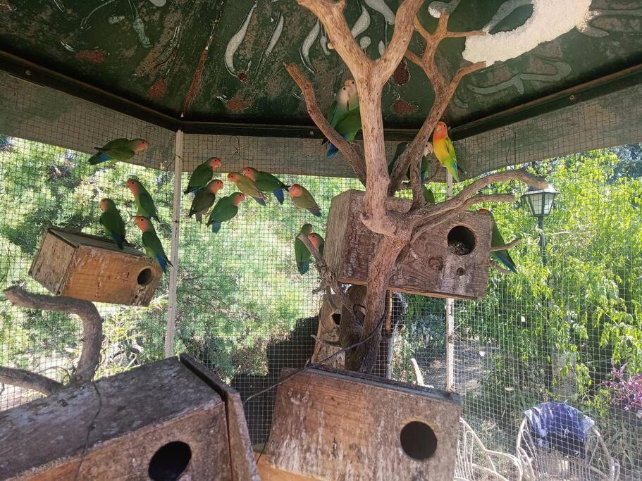 Casa Rural En El Campo Con Animales, Piscina Y Barbacoa Almodóvar del Río Esterno foto