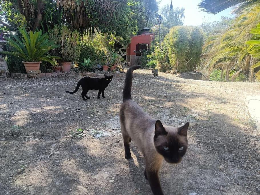 Casa Rural En El Campo Con Animales, Piscina Y Barbacoa Almodóvar del Río Esterno foto
