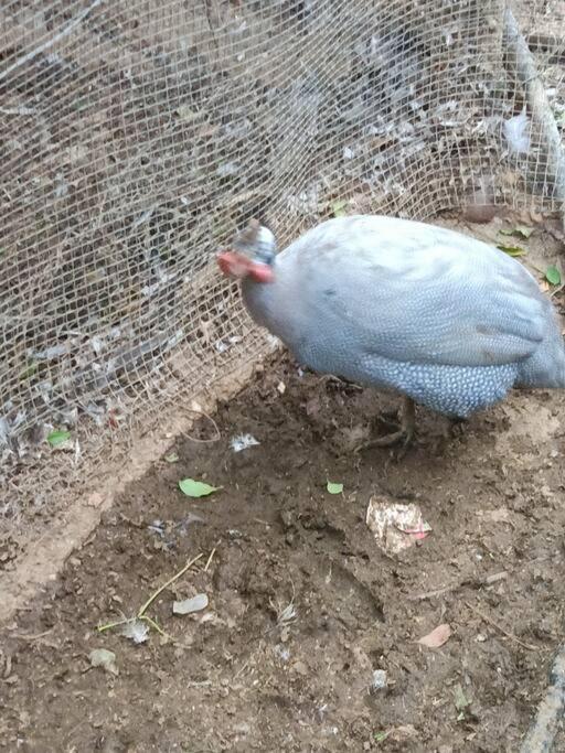 Casa Rural En El Campo Con Animales, Piscina Y Barbacoa Almodóvar del Río Esterno foto